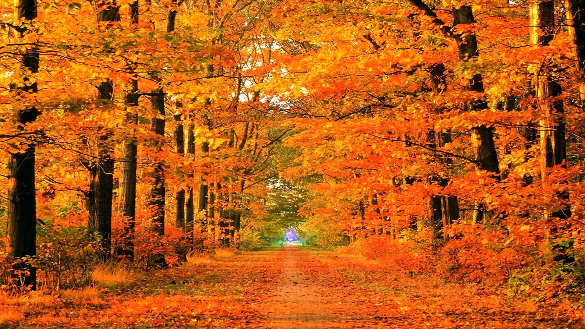 The Autumn Wallpapers Here Are All About Colorful Leaves, - Fall Computer Backgrounds - HD Wallpaper 