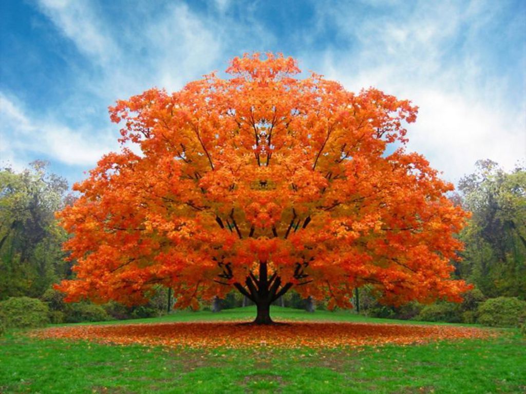 White Oak Tree In Fall - HD Wallpaper 