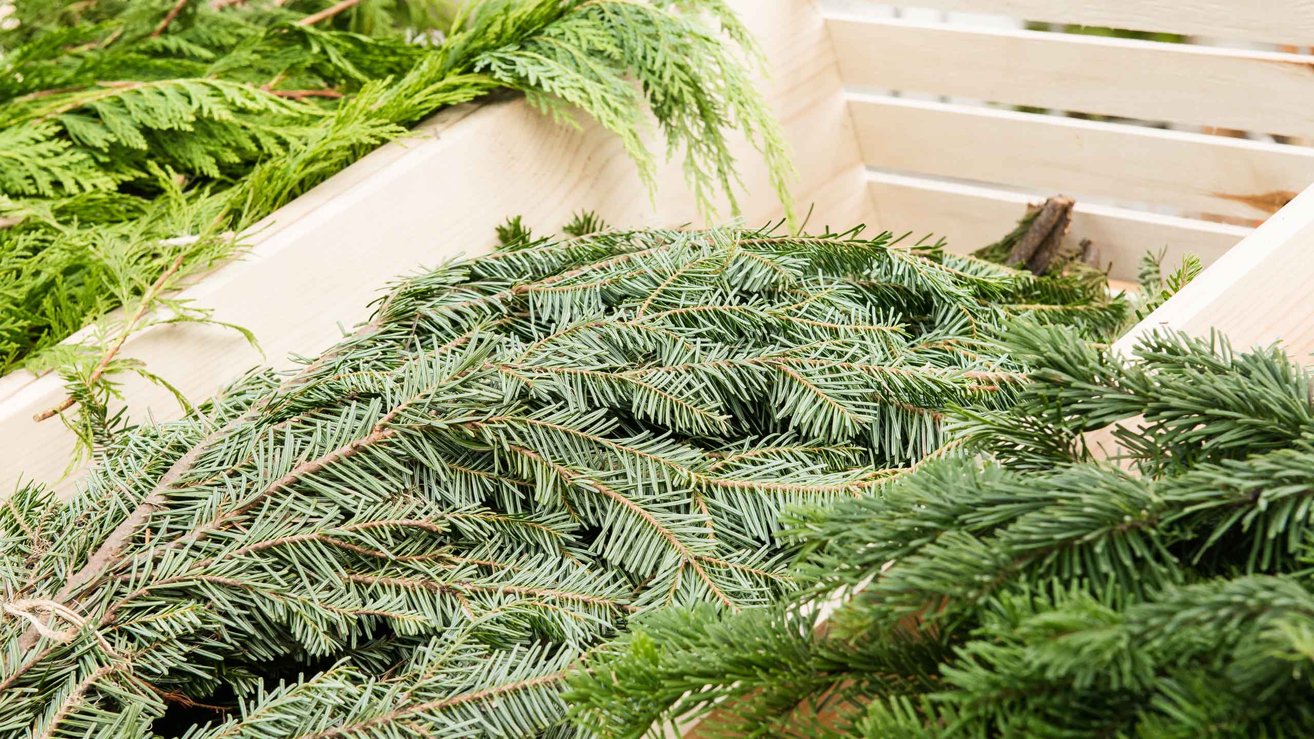 Evergreen - HD Wallpaper 