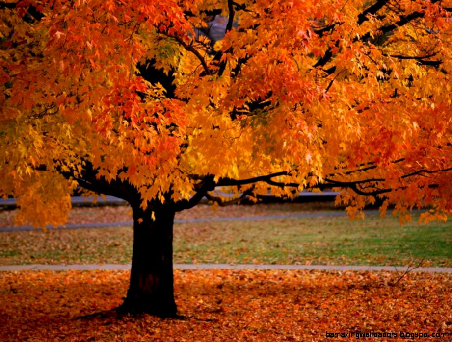 Autumn Trees Leaves Wallpaper - Arbre De L Automne - HD Wallpaper 