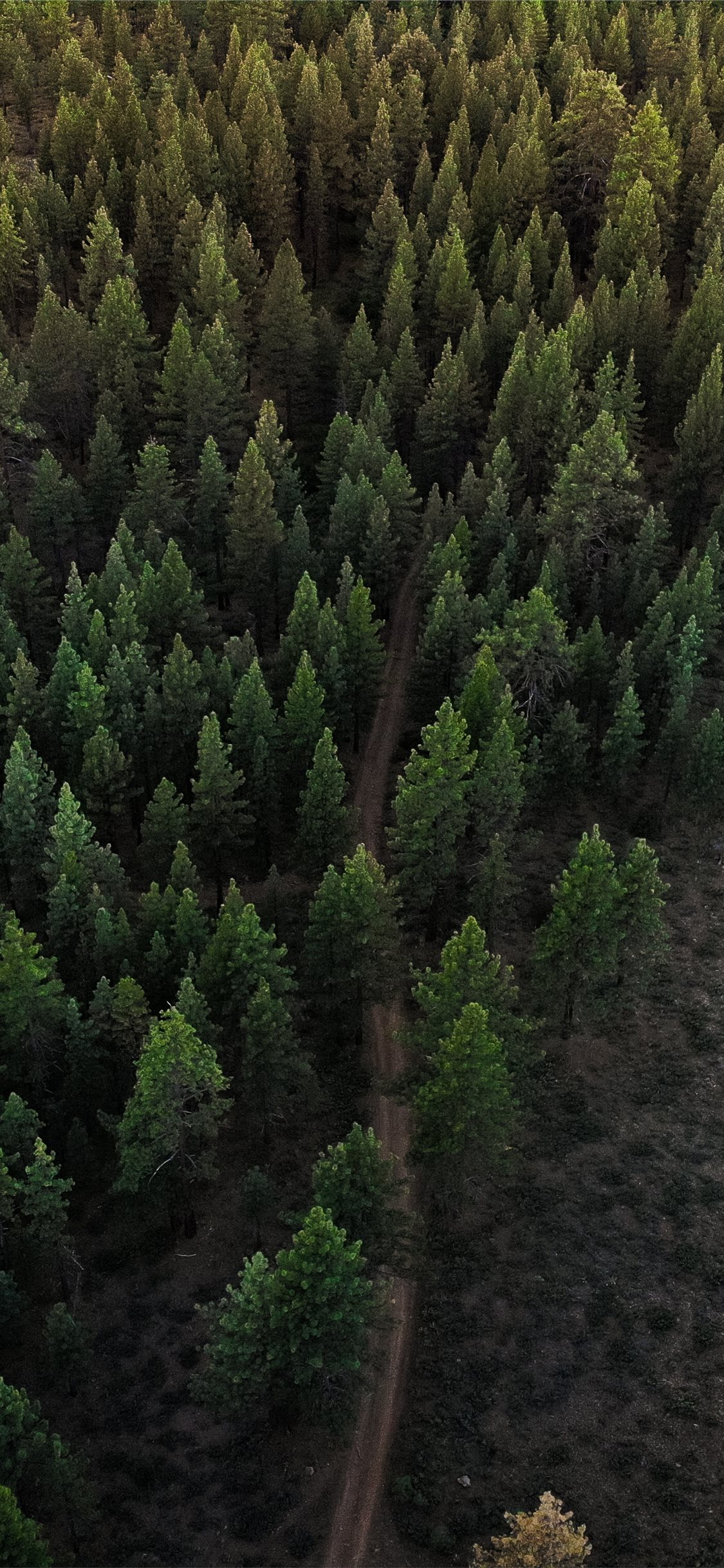 Above Forest Drone Shot - HD Wallpaper 