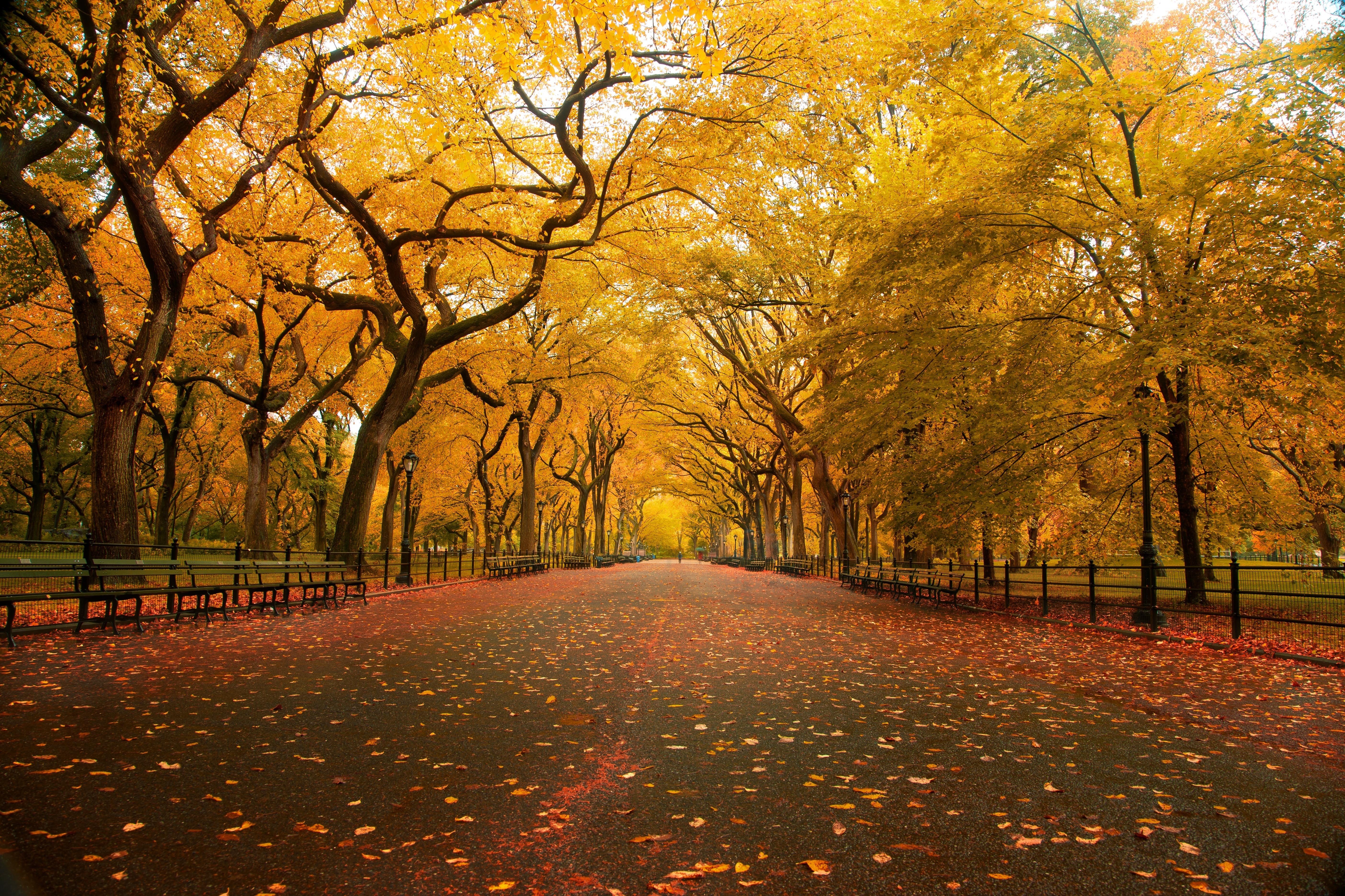Fall Trees Wallpaper - HD Wallpaper 