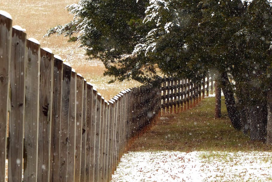 Snow, Winter, Fence, Tree, Flurries, Evergreen, Field, - HD Wallpaper 