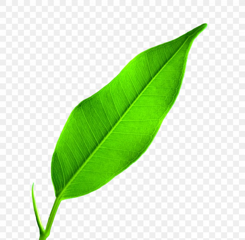 Leaf Google Images Wallpaper, Png, 5630x5540px, Leaf, - HD Wallpaper 