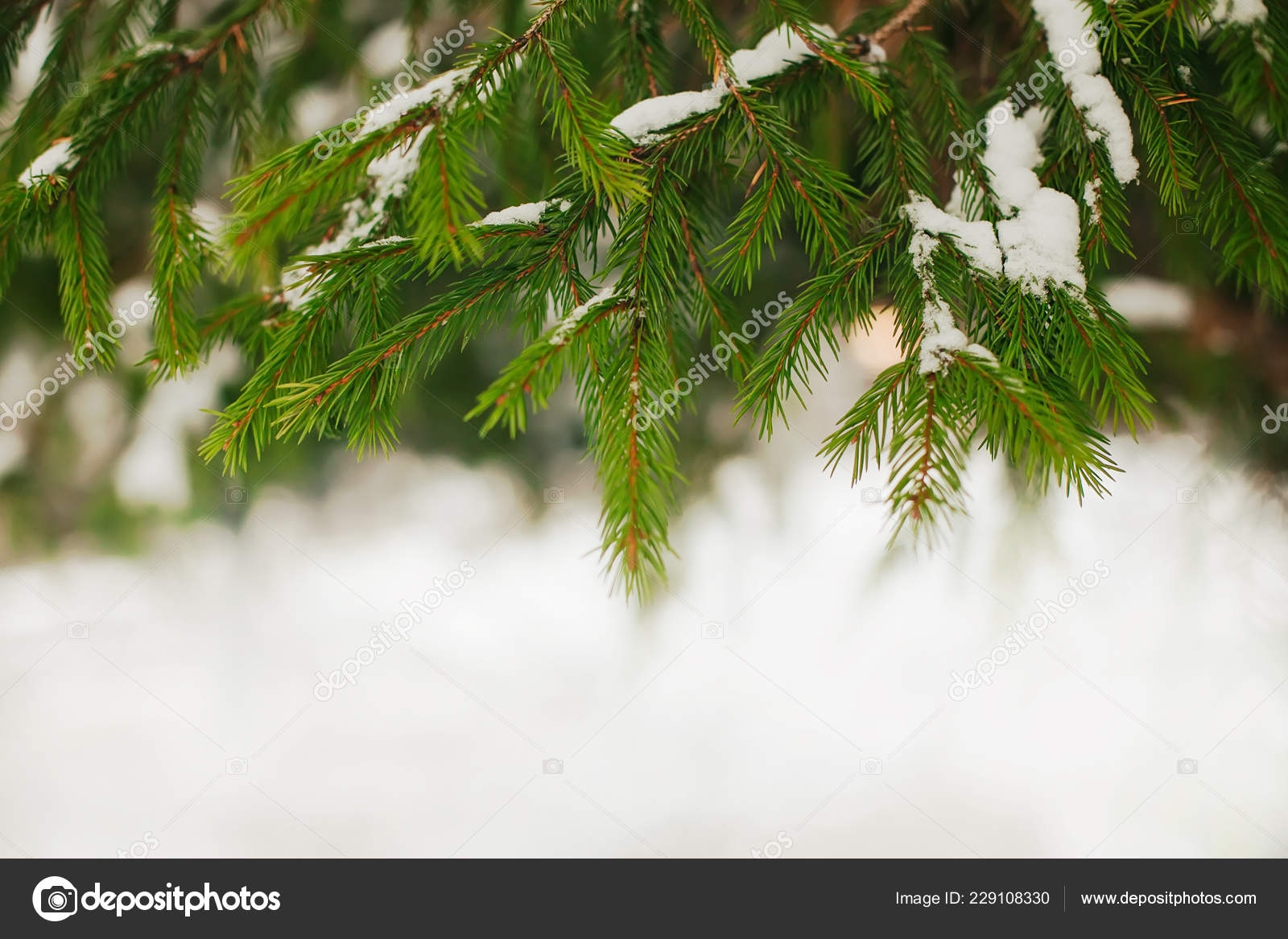 Pond Pine - HD Wallpaper 