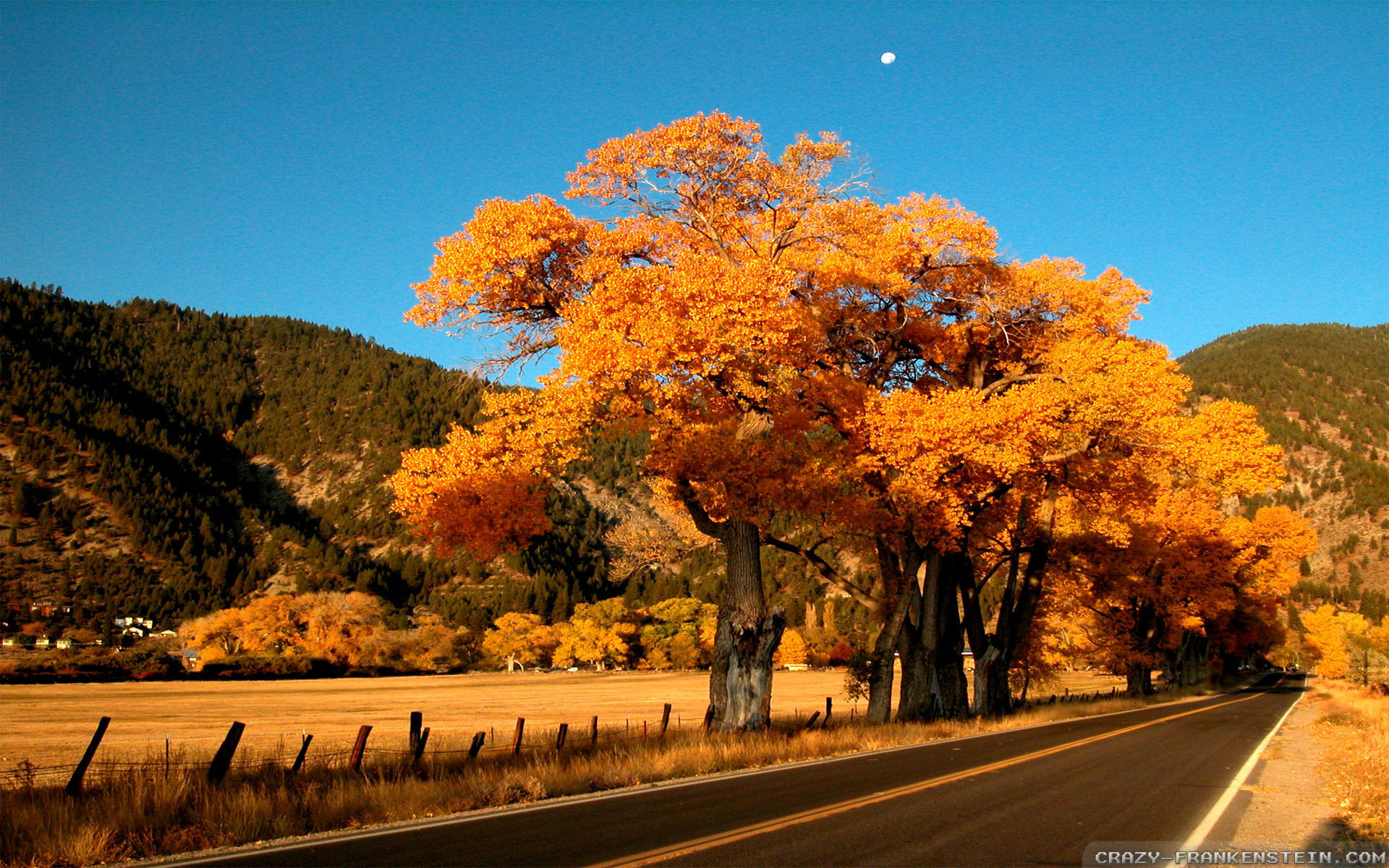 Wallpaper - HD Wallpaper 