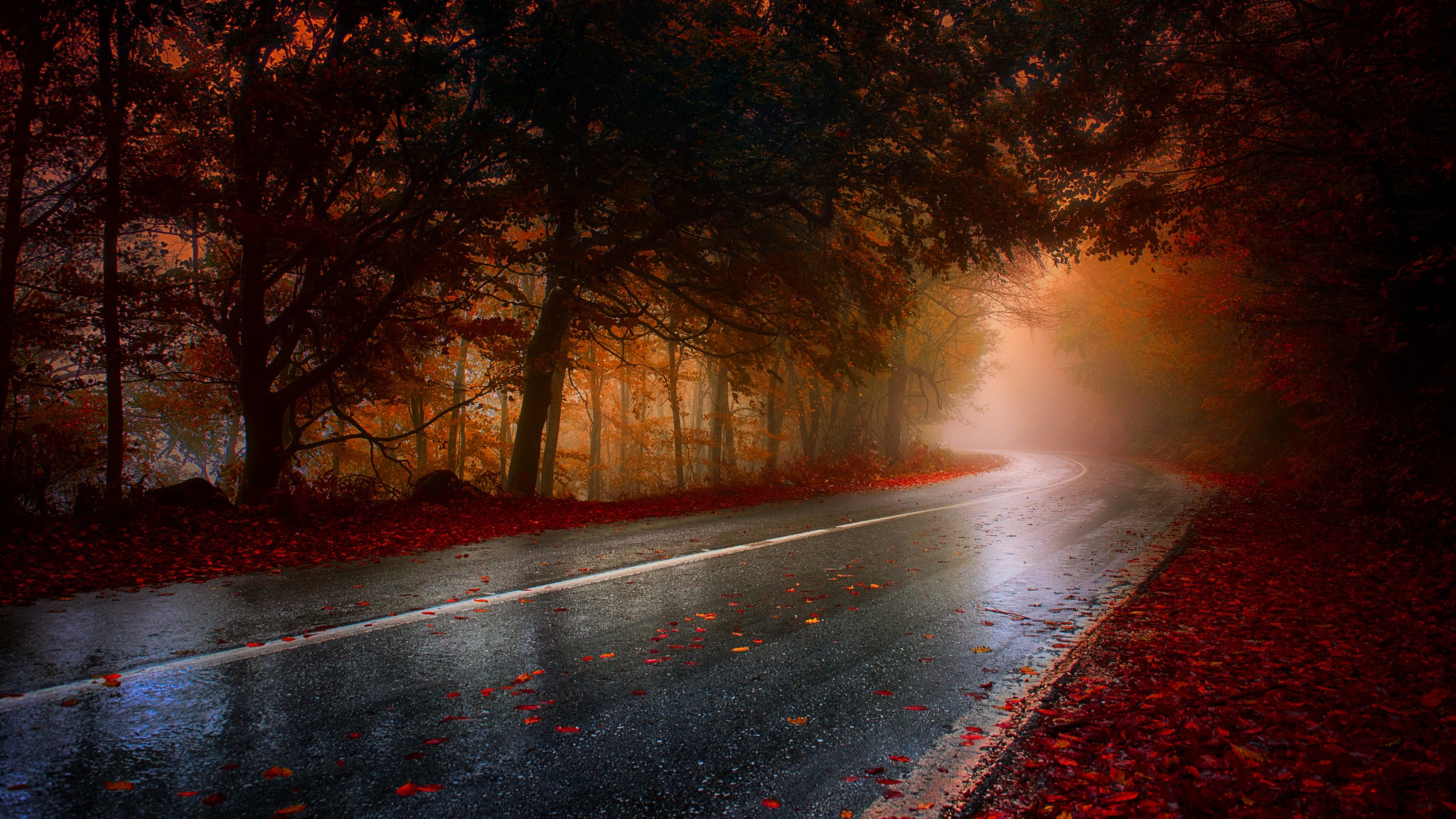 Fall Trees Wallpaper - HD Wallpaper 
