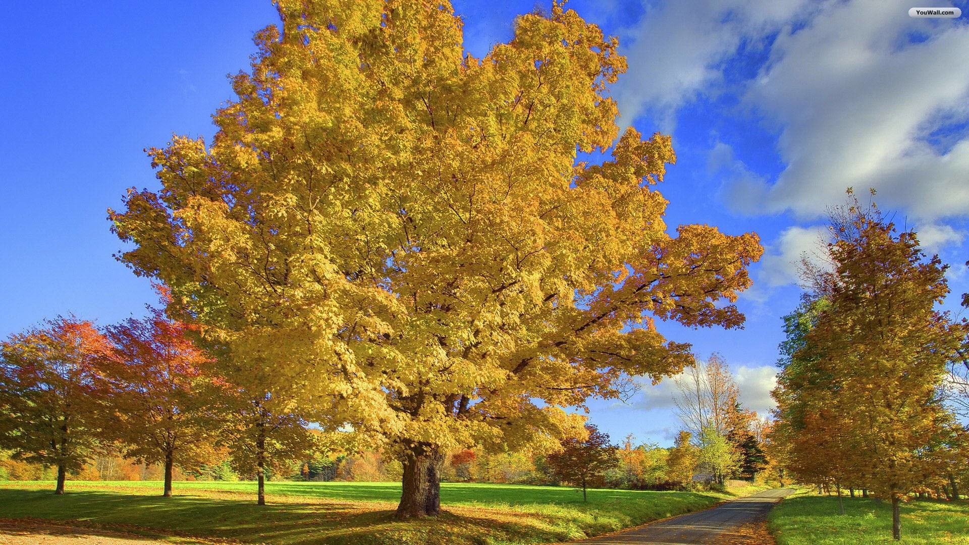 Desktop Wallpaper Fall Trees - Yellow Tree - HD Wallpaper 
