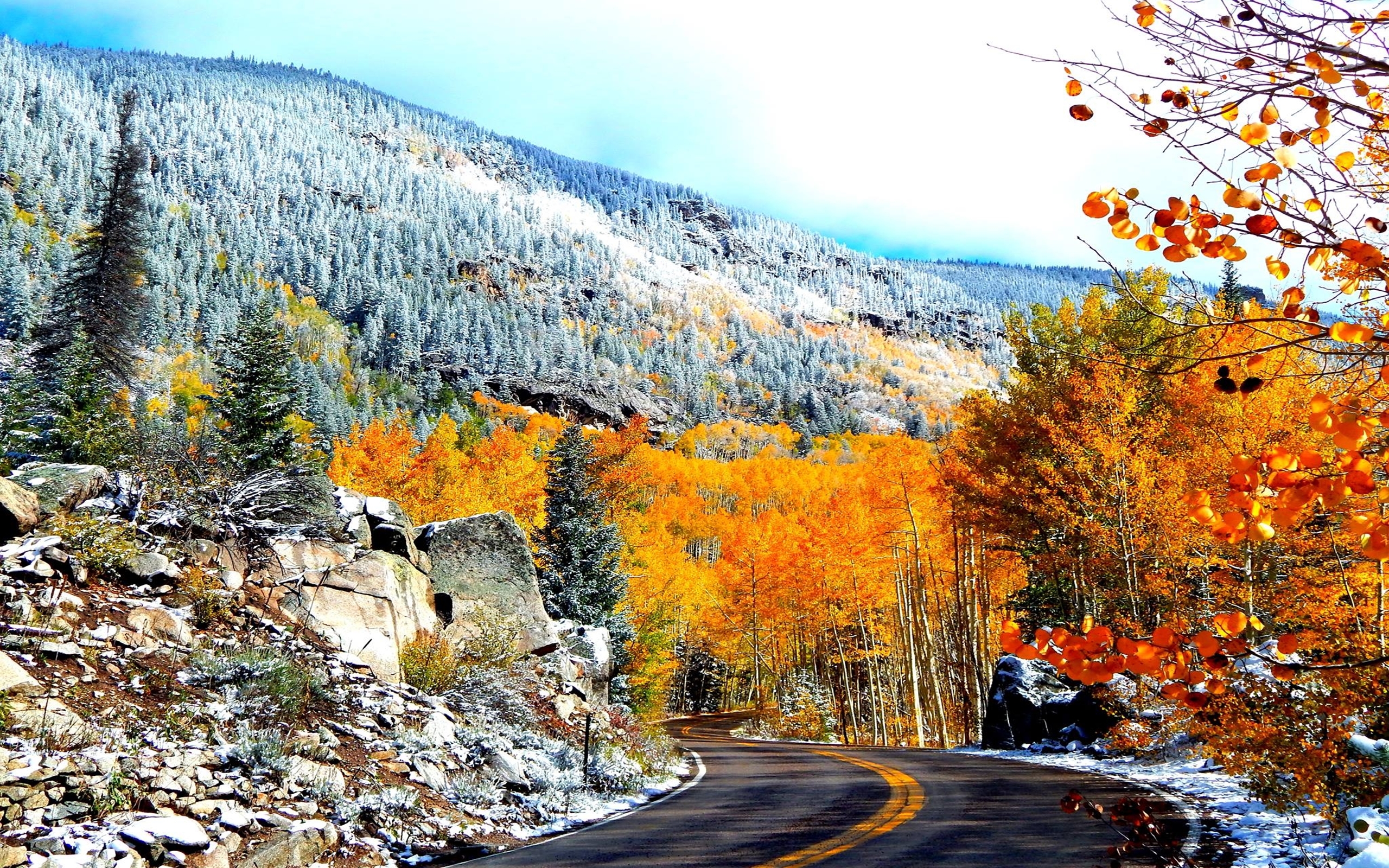 Fall Trees Wallpaper - HD Wallpaper 