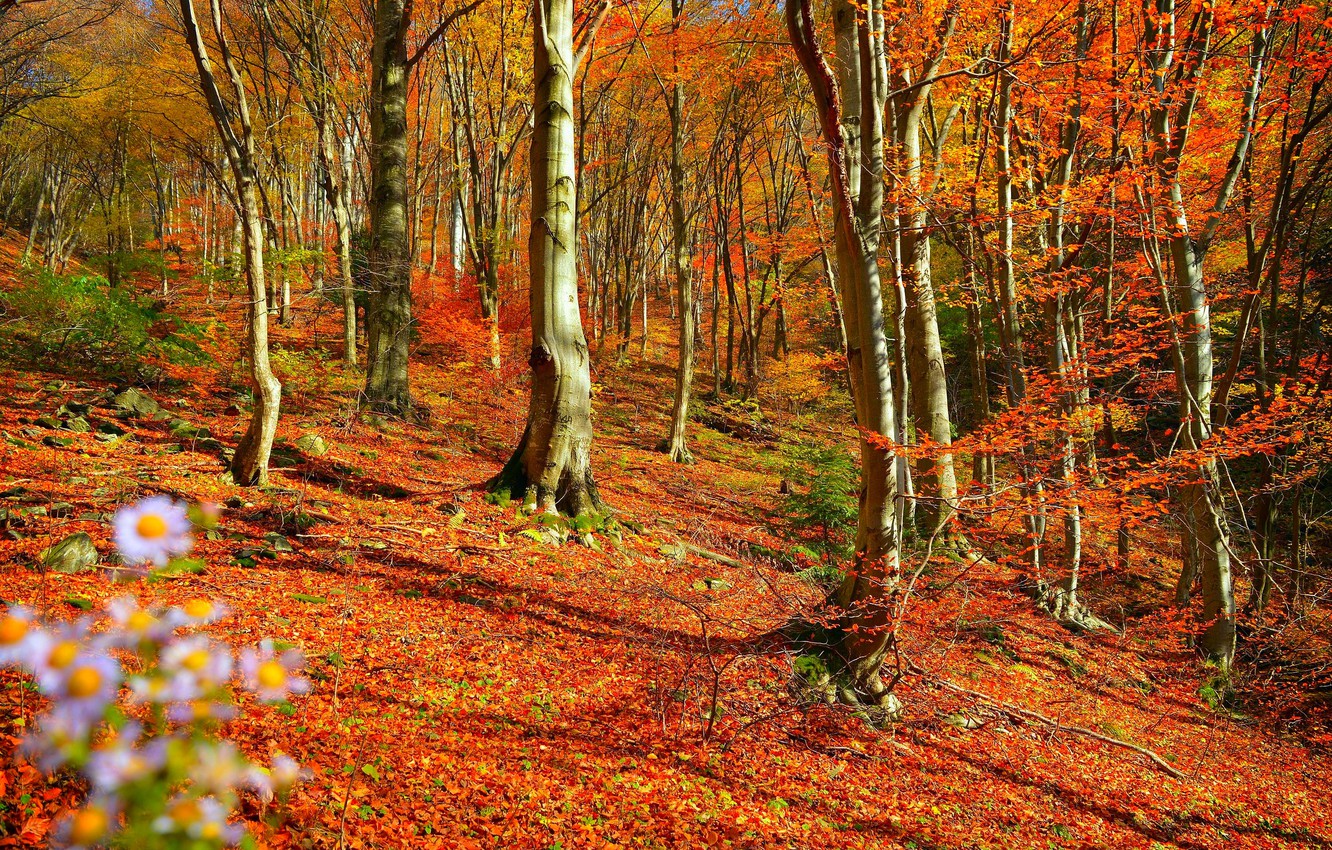 Photo Wallpaper Autumn, Trees, Forest, Fall, Foliage, - Autumn - HD Wallpaper 