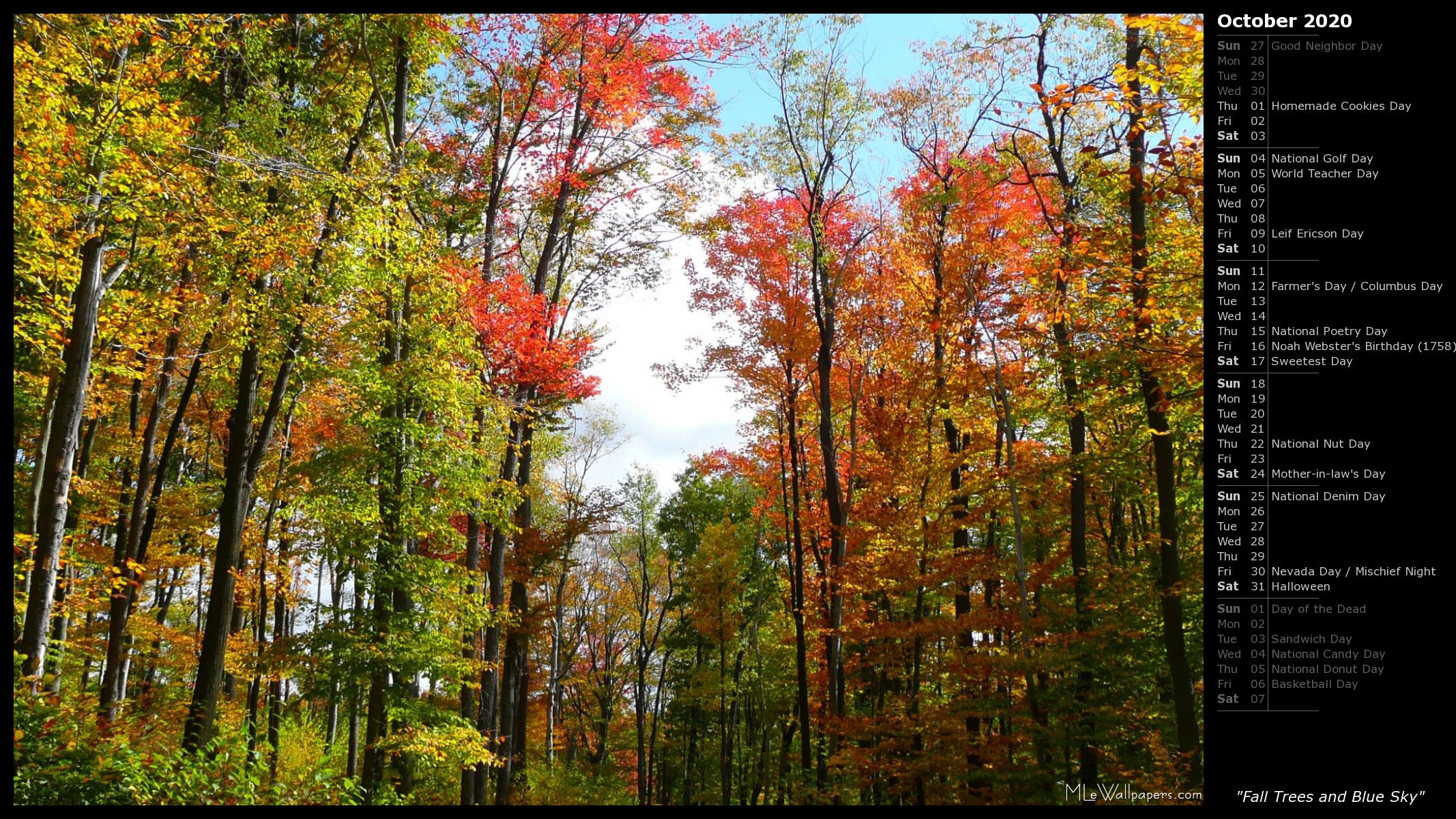 Fall Trees And Blue Sky - Old-growth Forest - HD Wallpaper 