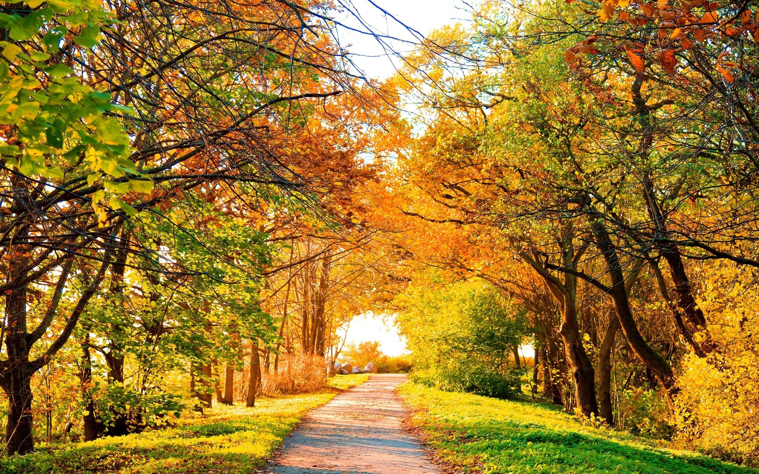 Tree Scenery - HD Wallpaper 