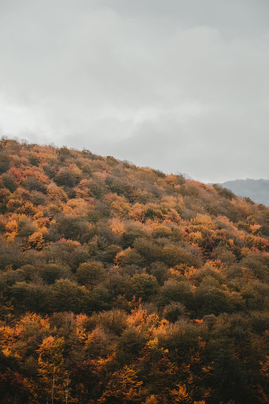 Fall Trees Wallpaper - HD Wallpaper 