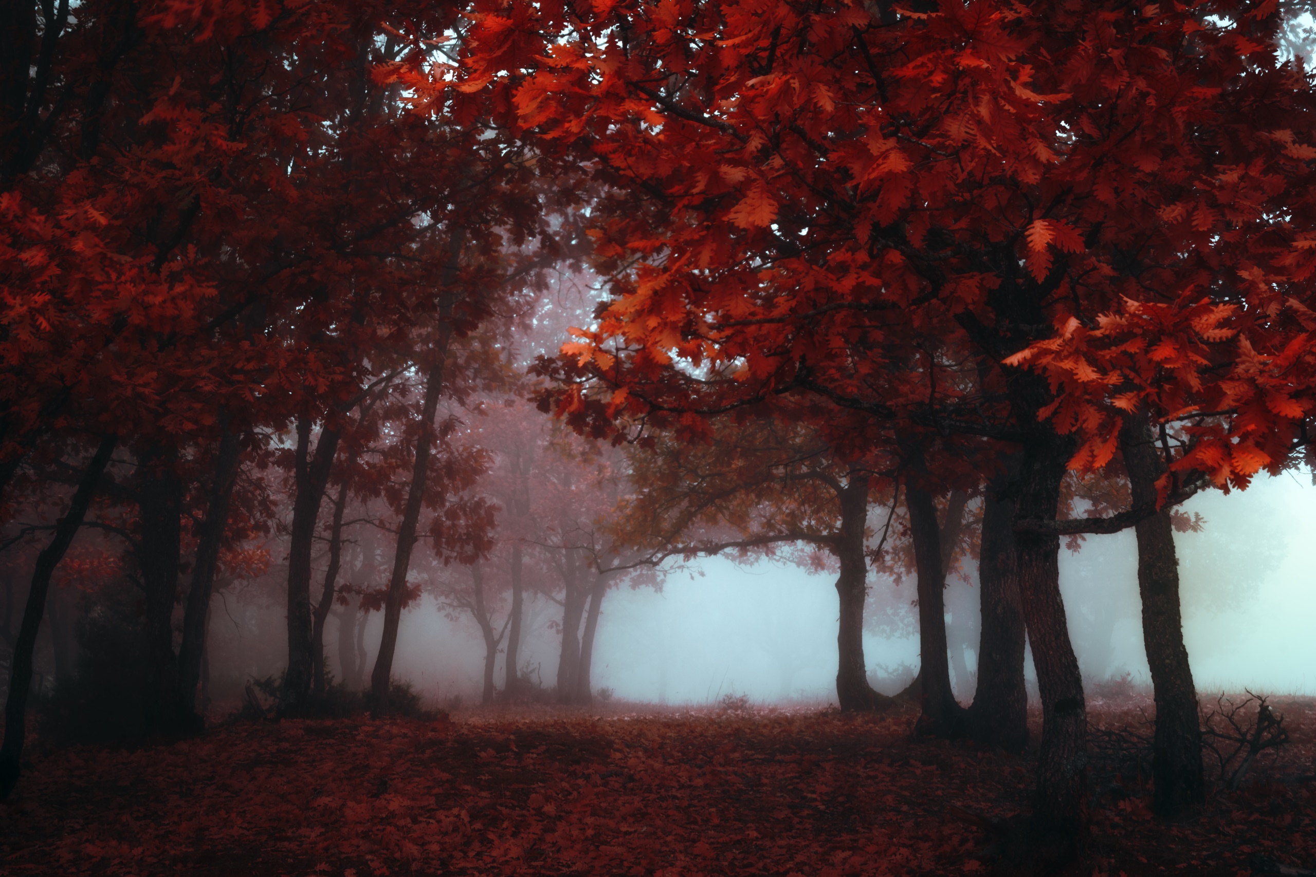 Fall Trees Wallpaper - HD Wallpaper 