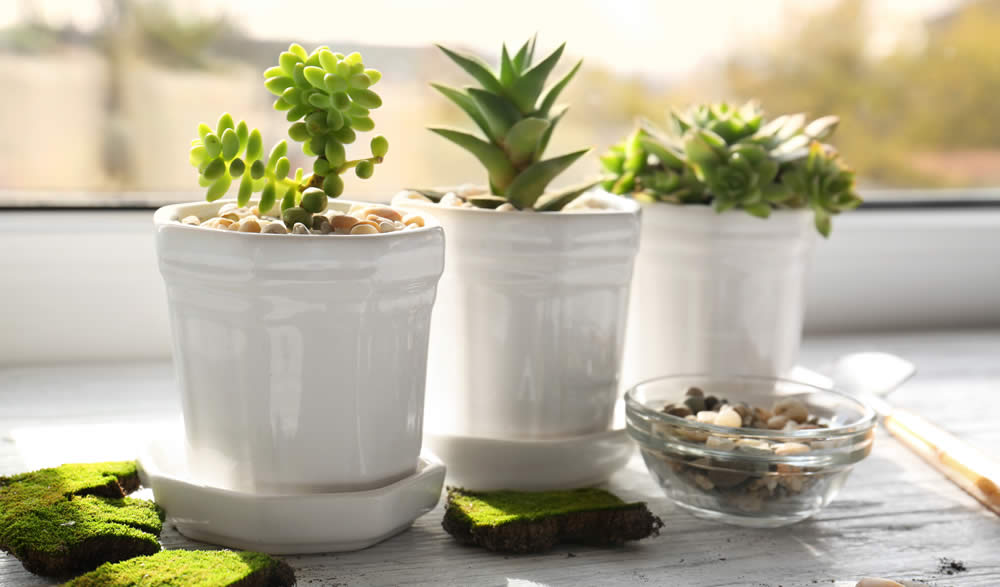 Houseplant Care - Indoor Plant Wallpaper Hd - HD Wallpaper 