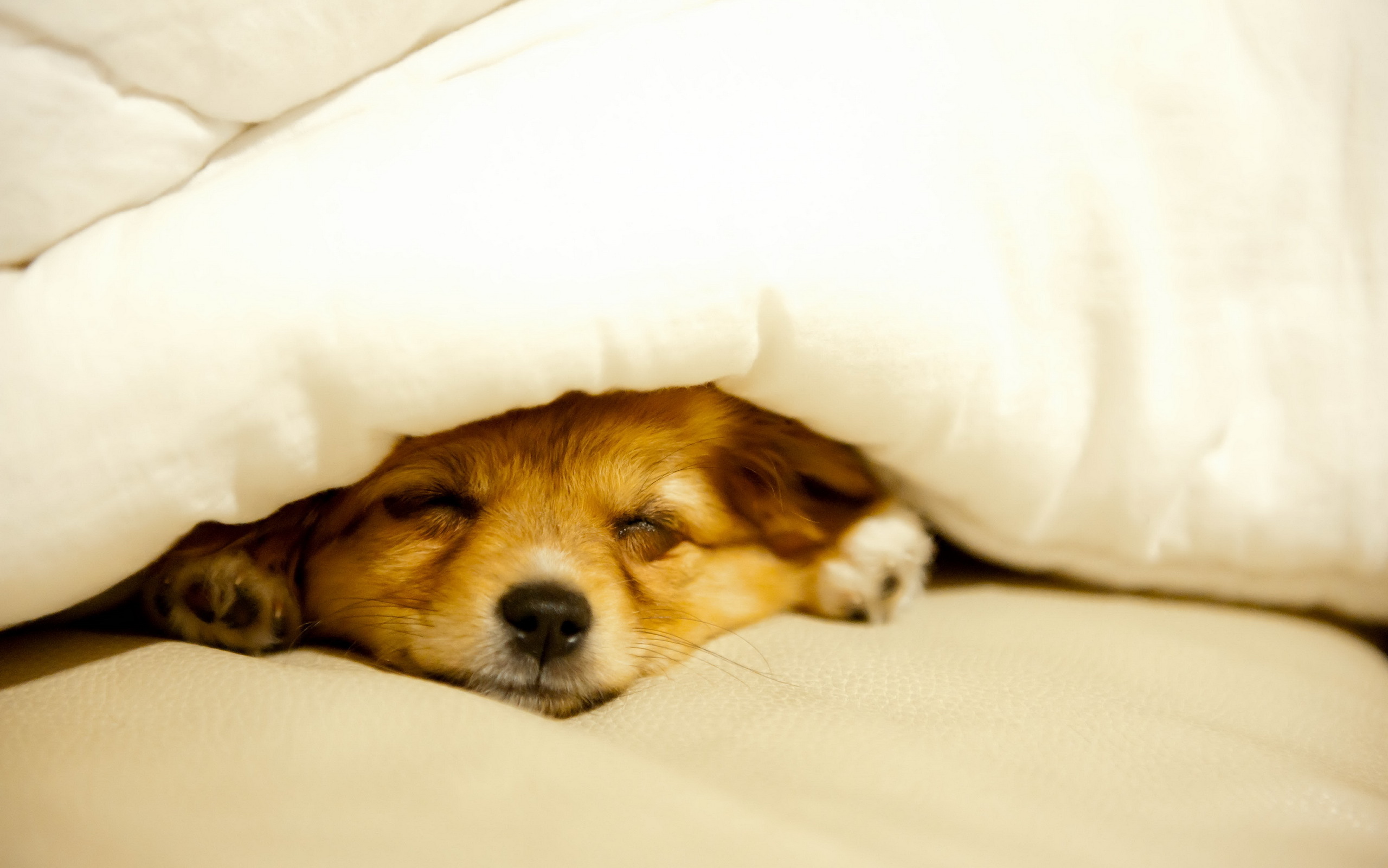 Sleeping Dog - HD Wallpaper 