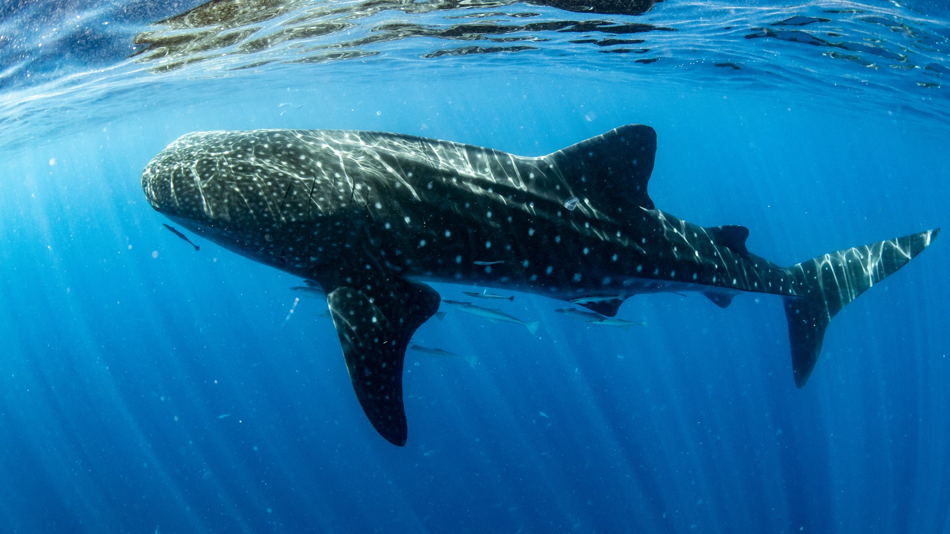 Whale Shark - HD Wallpaper 