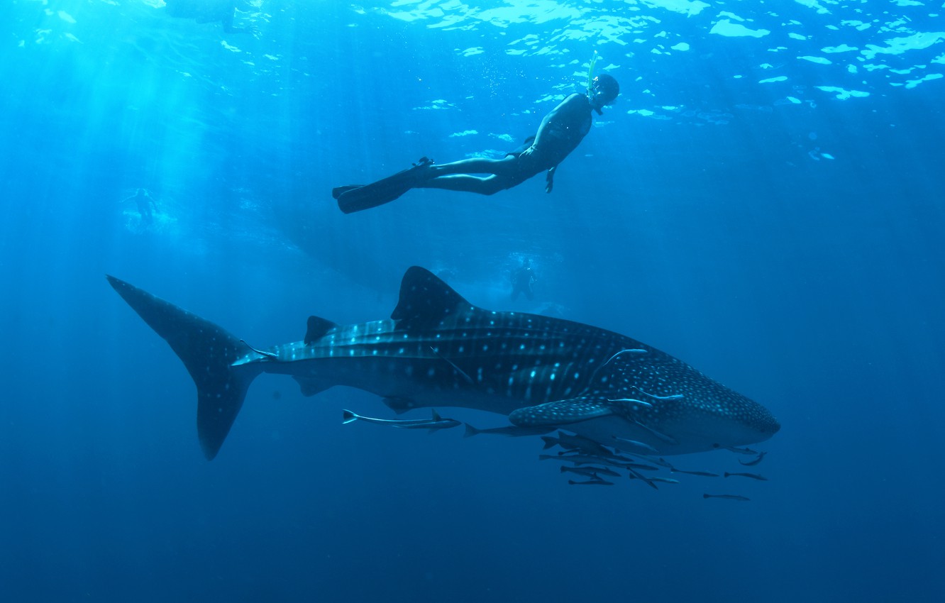 Photo Wallpaper Ocean, Whale Shark, Professional Diver, - Koh Tachai - HD Wallpaper 