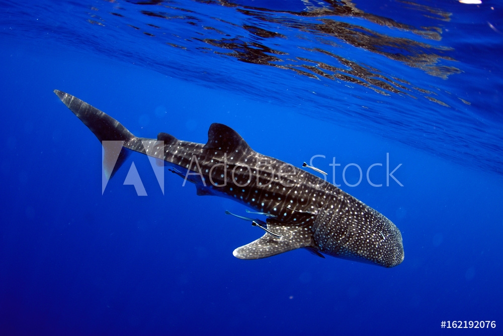 Whale Shark - HD Wallpaper 