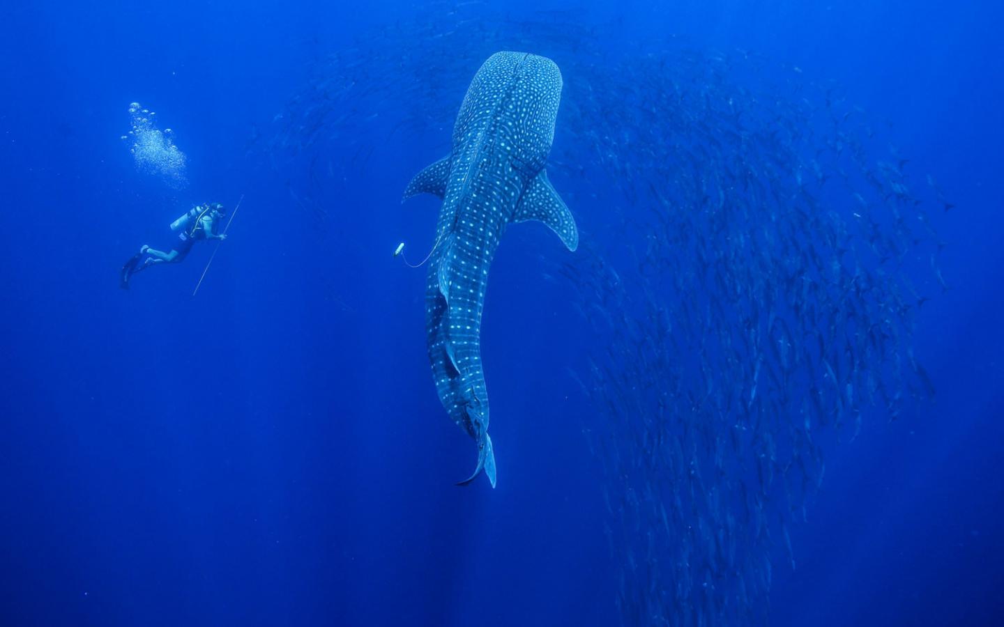 Whale Shark At Tubbataha Reef - Grey Whale - HD Wallpaper 