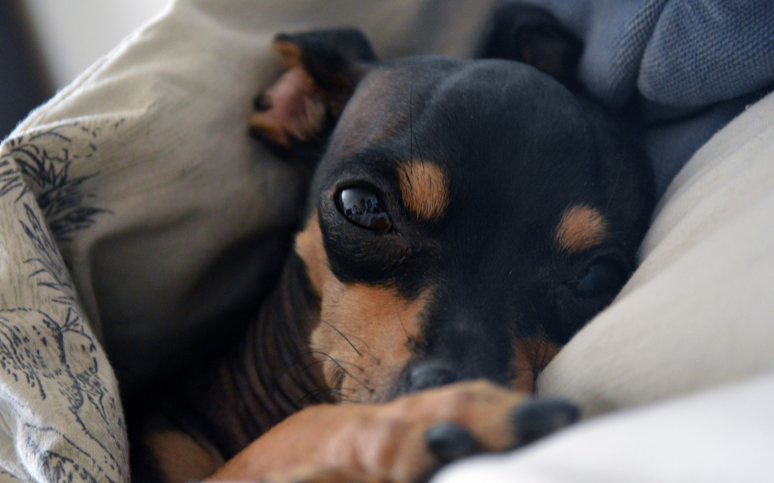 Sleeping Dog - Miniature Pinscher - HD Wallpaper 
