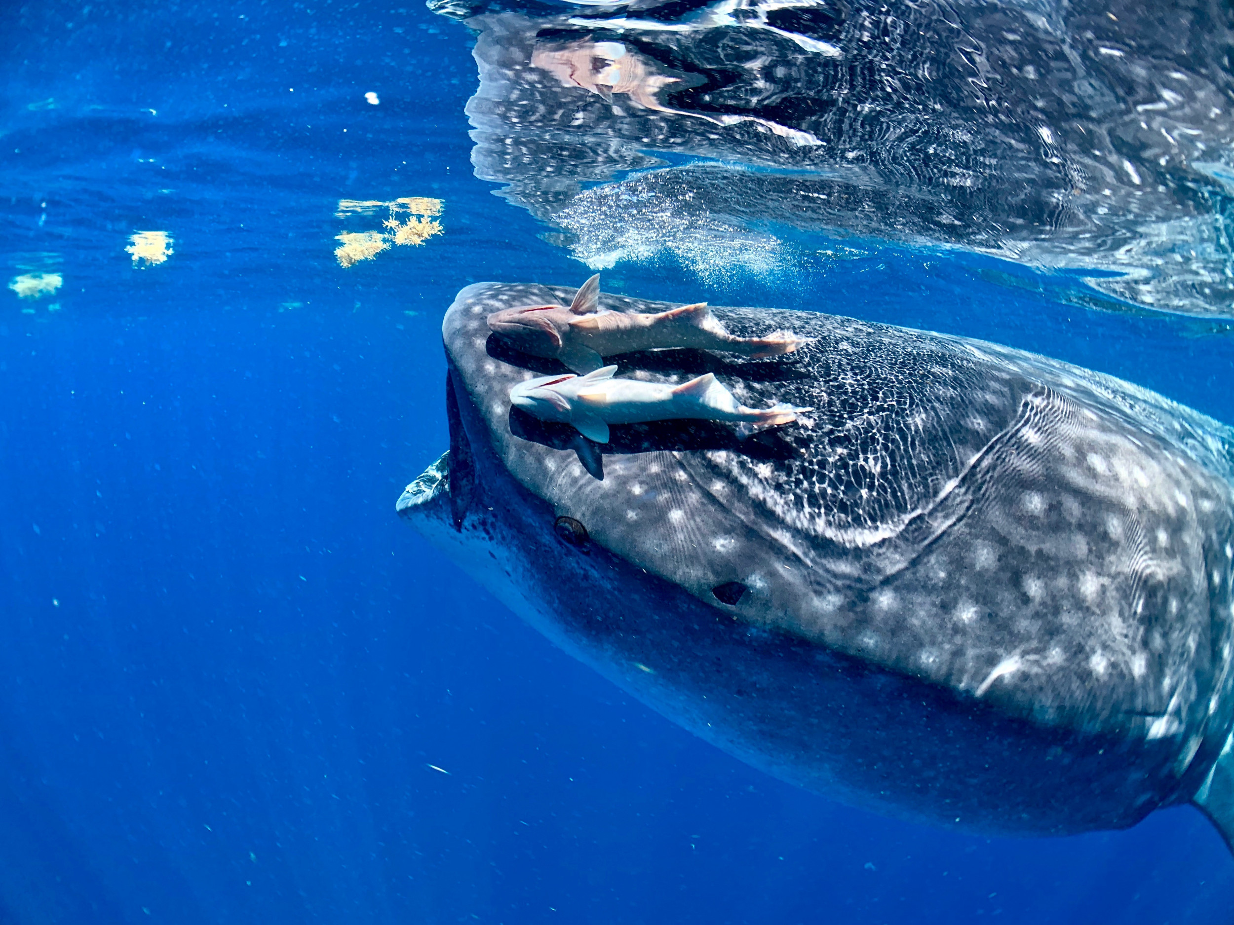 Whale Sharks Fish Hanging On - Grey Whale - HD Wallpaper 