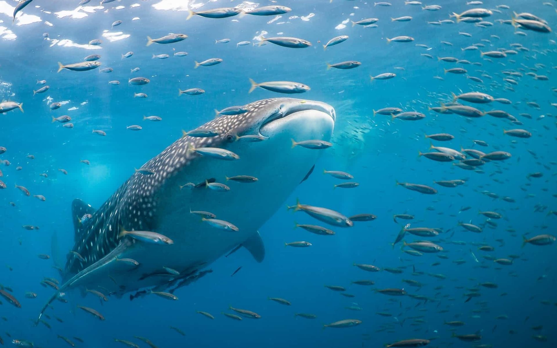 Whale Shark, Underwater, Predator, Wildlife, Ocean, - Persian Gulf - HD Wallpaper 