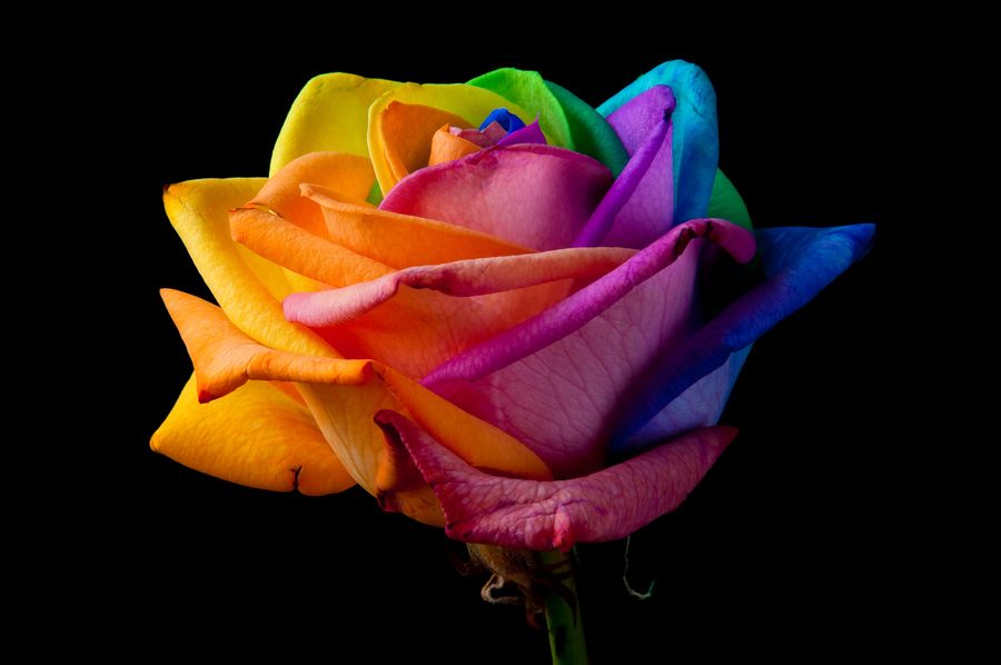 Real Multi Colored Roses - HD Wallpaper 