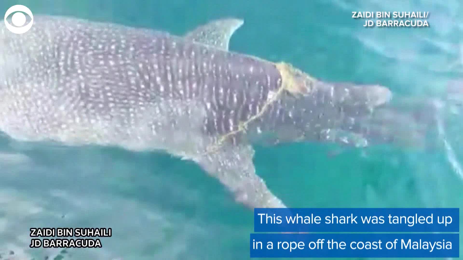 Whale Shark - HD Wallpaper 