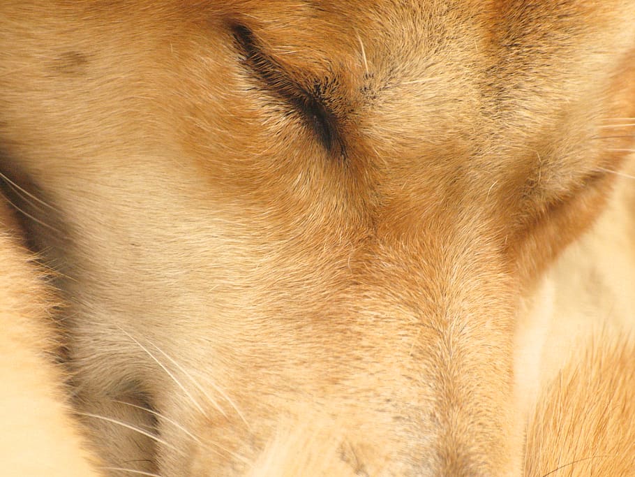 Australia, Sydney, Sleeping Dog, Gold, Dogs, Fur, Dingo, - Sorrel - HD Wallpaper 