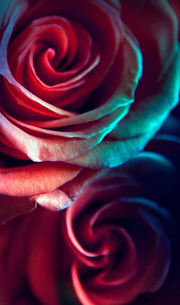 Flowers And Rose Image - Glitter Beautiful Rainbow Roses - HD Wallpaper 