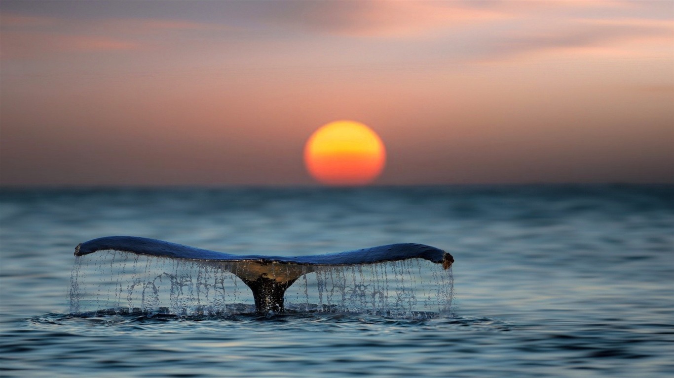 Whale Shark Tail Sunset-high Quality Hd Wallpaper2016 - Whale Tail - HD Wallpaper 