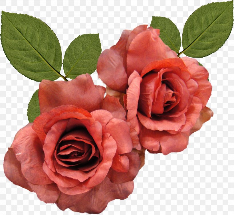 Rainbow Rose Desktop Wallpaper Flower, Png, 2522x2322px, - Orange Roses - HD Wallpaper 