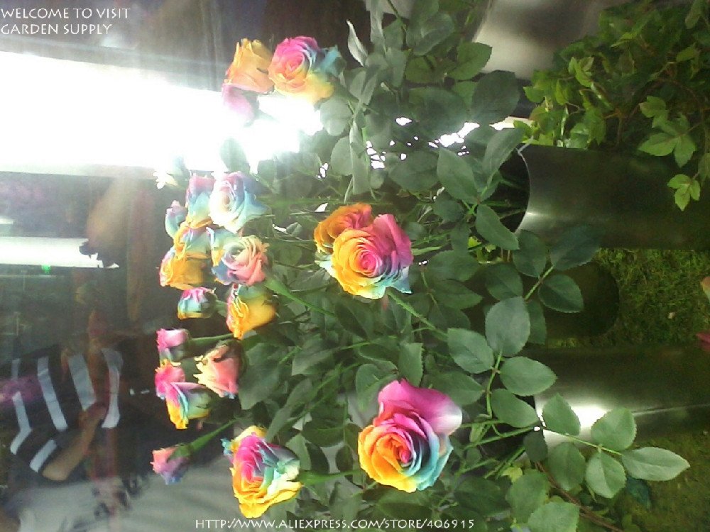 Real Only Black Rose - HD Wallpaper 