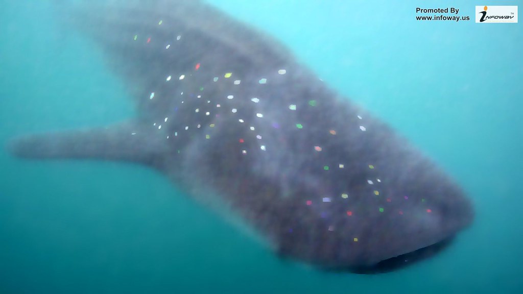 Whale Shark Wallpaper Hd X - Whale Shark - HD Wallpaper 