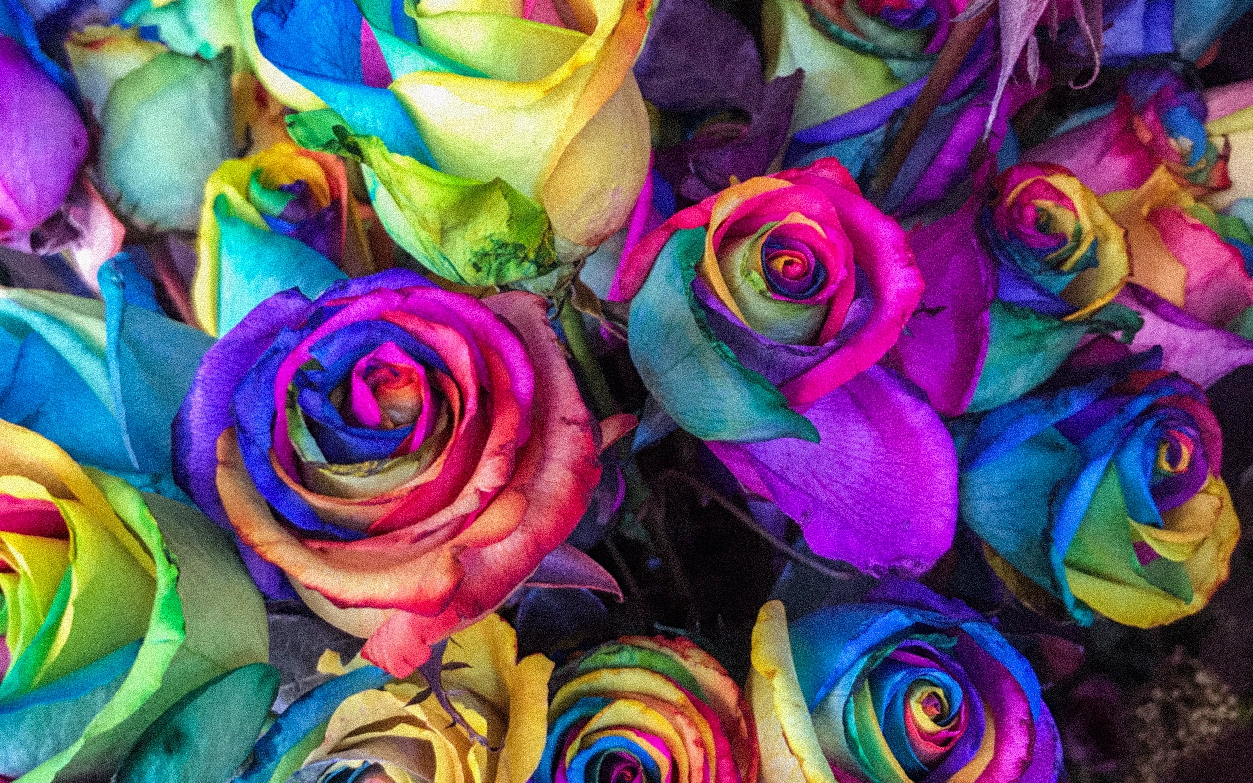 Colorful Roses, Buds, Bouquet, Close-up, Rainbow, Colorful - Colorful Hd Wallpapers For Laptop - HD Wallpaper 