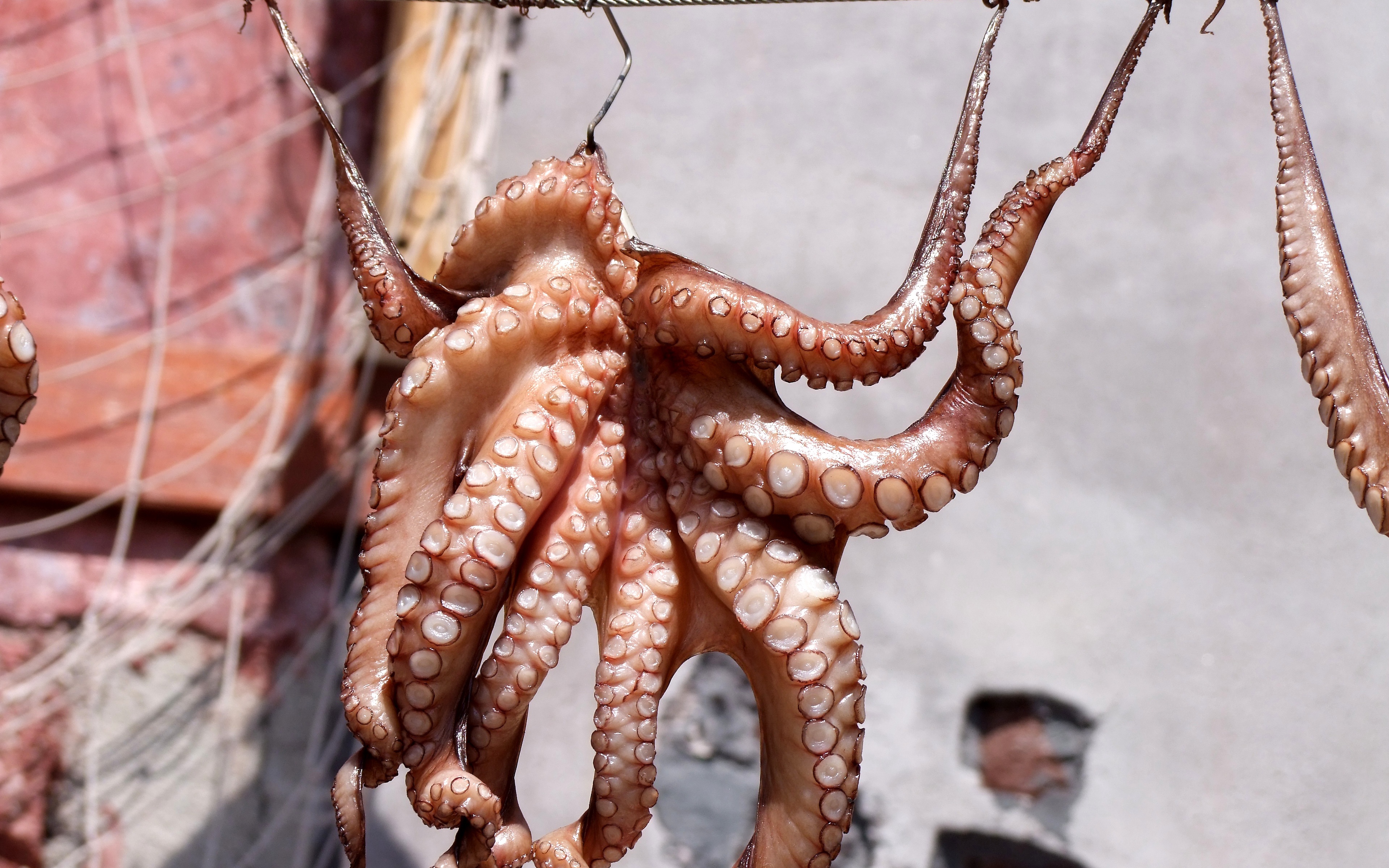 Wallpaper Squid, Octopus, Fish - Squid Background - HD Wallpaper 