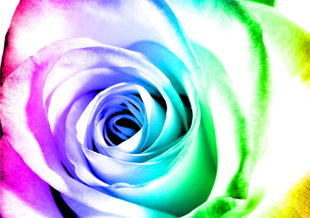 Paste Wallpaper Photo Wallpaper Rainbow Rose Blossom - Floribunda - HD Wallpaper 