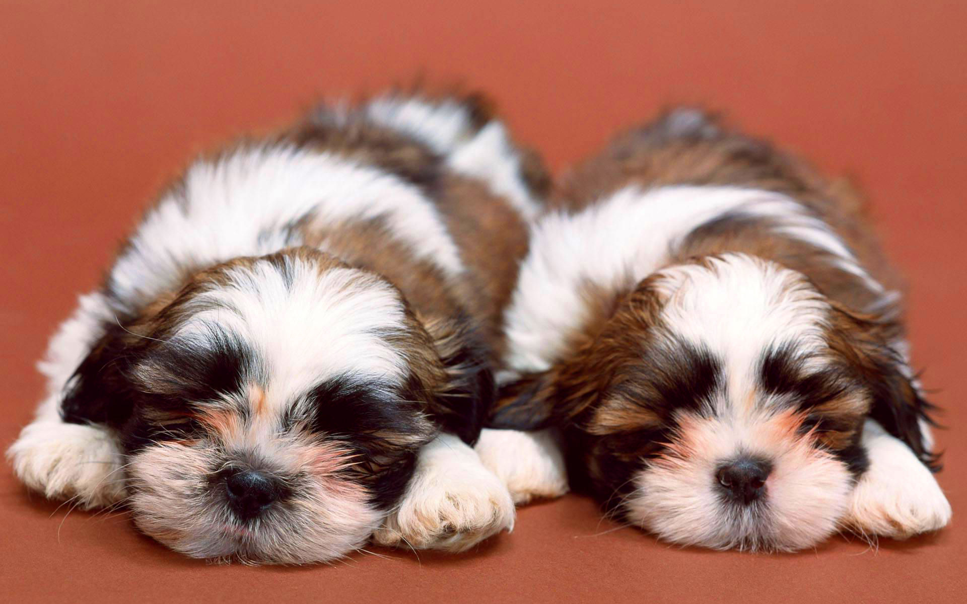 Shih Tzu, Puppies, Sleeping Dogs, Pets, Fluffy Dog, - Desktop Wallpaper Shih Tzu Hd - HD Wallpaper 