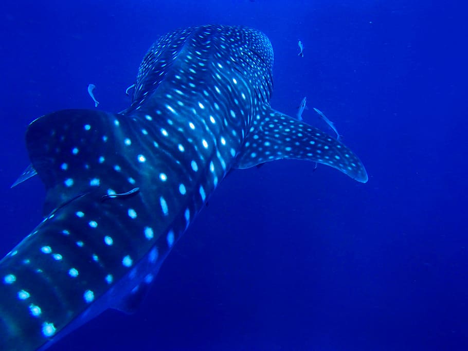 Adult Whale Shark Swimming, Rock, Sail, Thailand, Rock - HD Wallpaper 