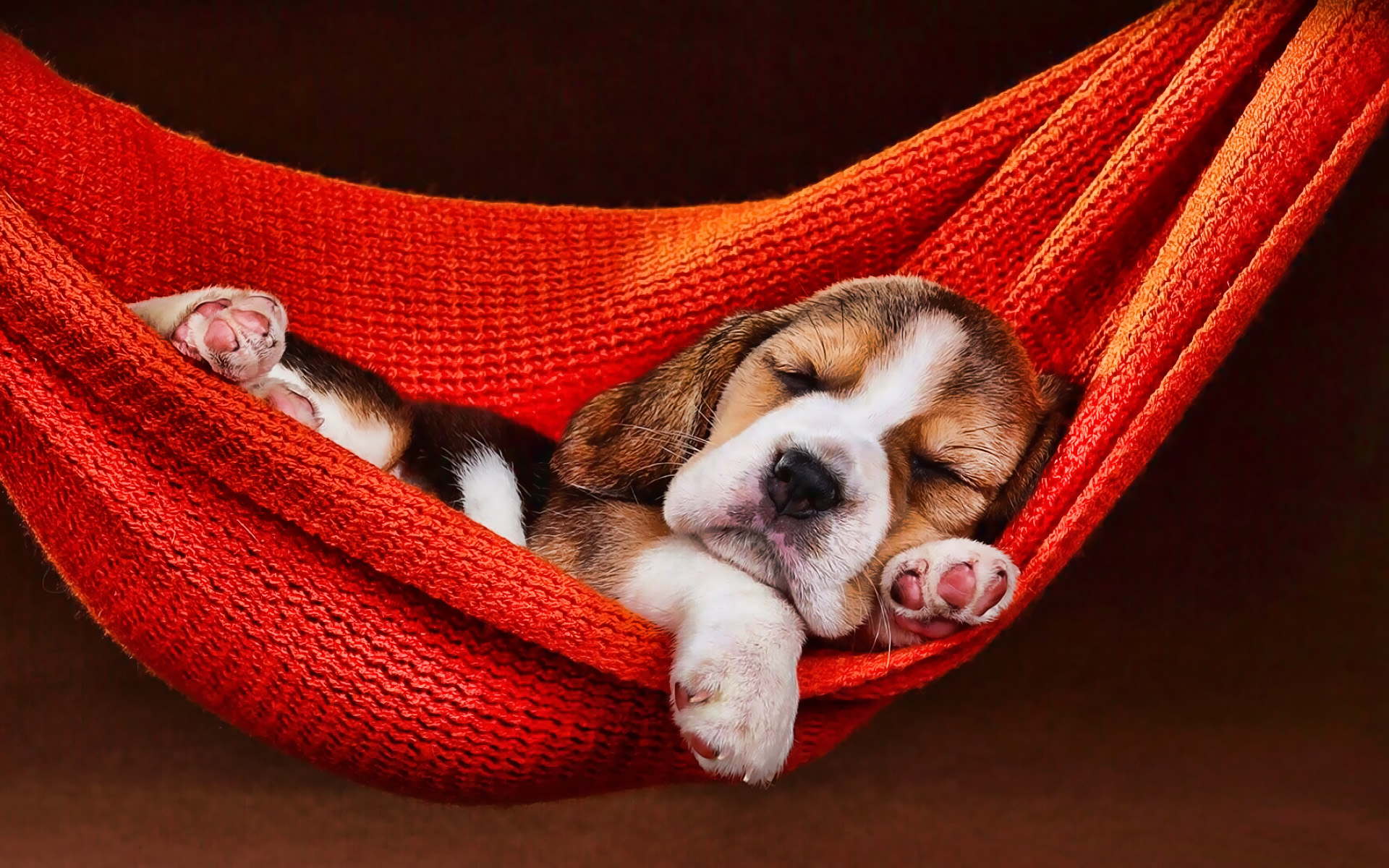 Beagle Puppy, Sleeping Dog, Pets, Dogs, Sunset, Small - Good Night My Love Funny - HD Wallpaper 