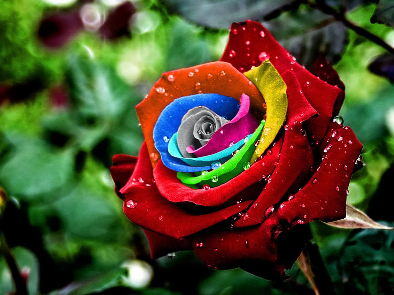 Rose Wallpaper - Rose Flower - HD Wallpaper 