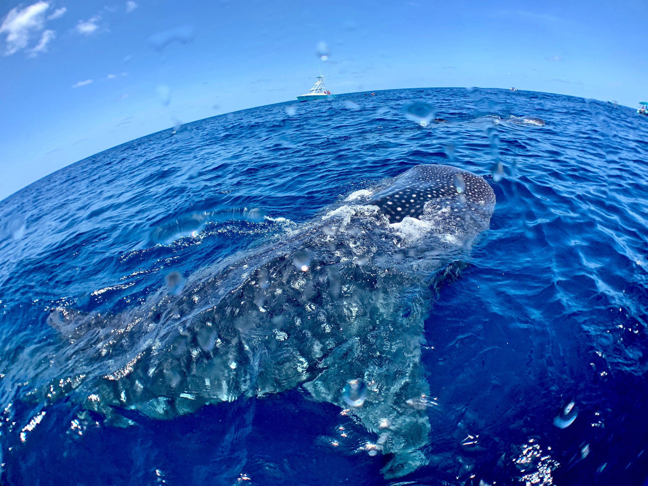 Whale Shark Above Water - Whale Sharks Above Water - HD Wallpaper 