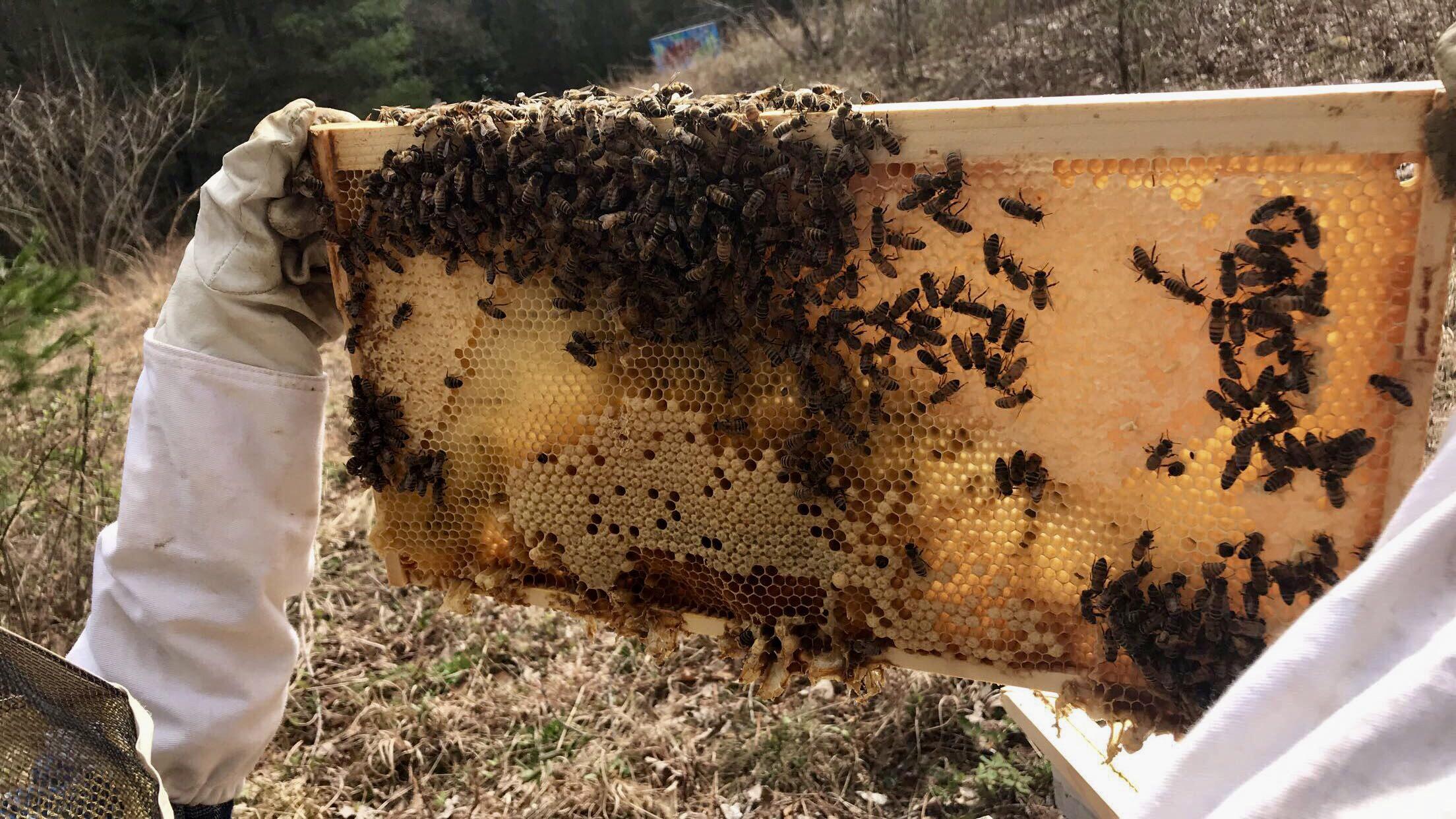 Honeybee - HD Wallpaper 