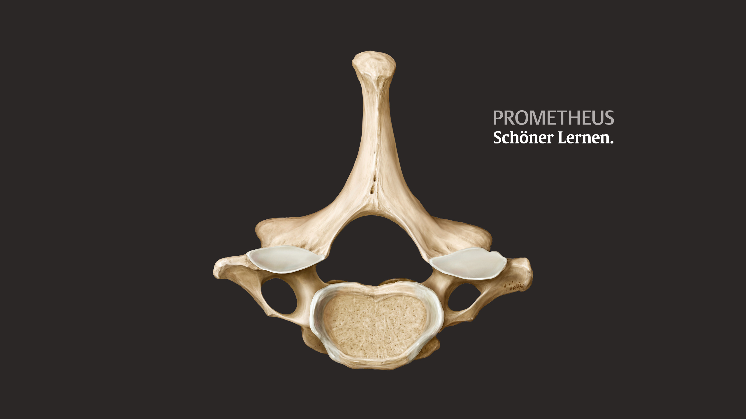 Skull - HD Wallpaper 