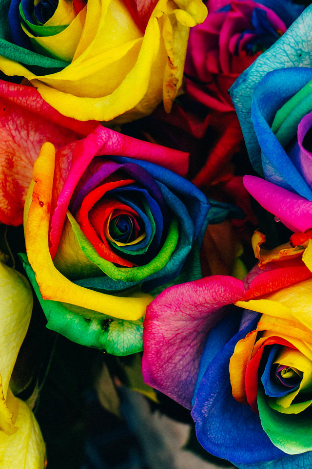 Rose Color Colorants Rose Rose - Rainbow Backrounds For Iphones - HD Wallpaper 