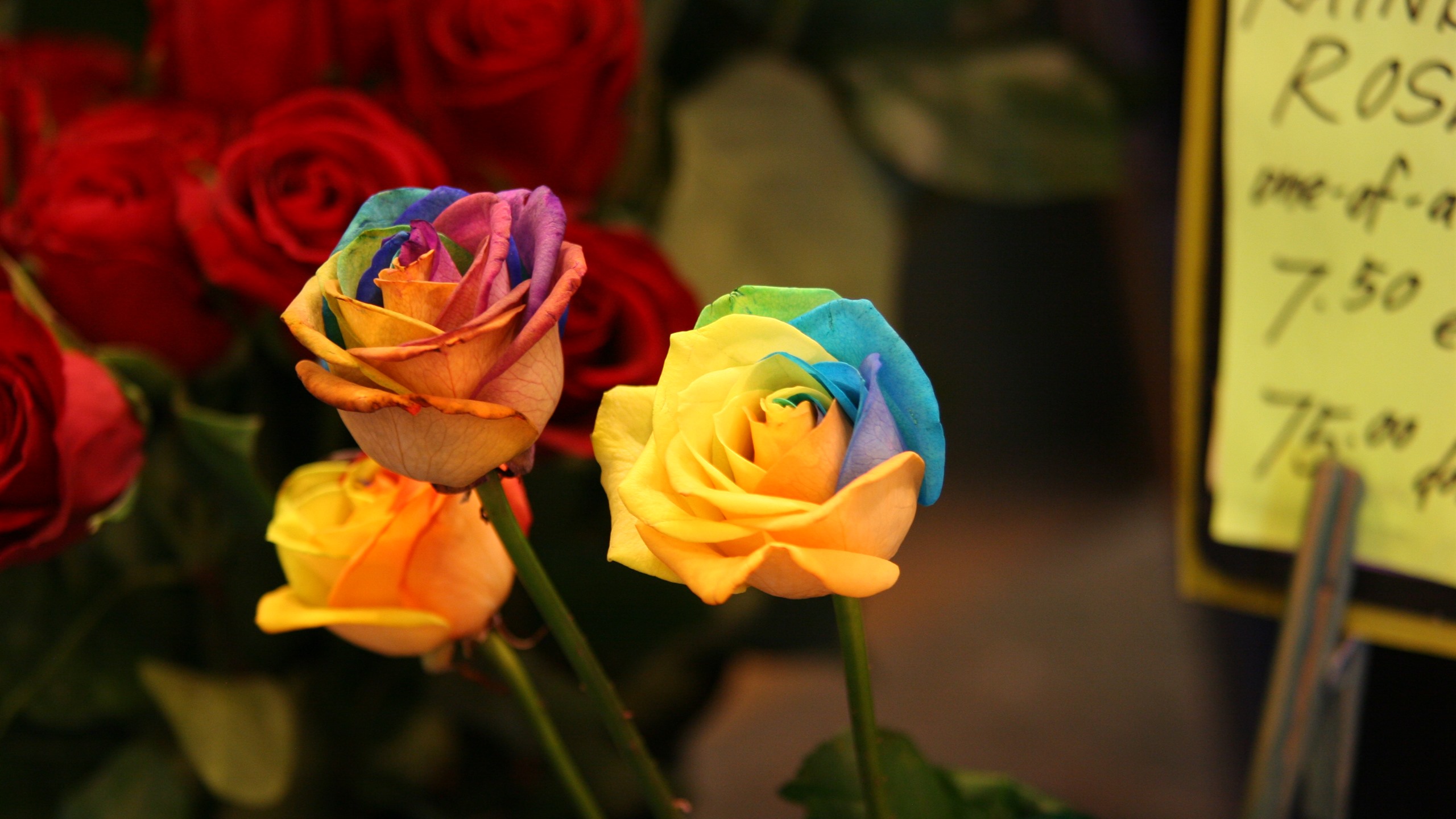 Rainbow Rose Wallpaper - HD Wallpaper 