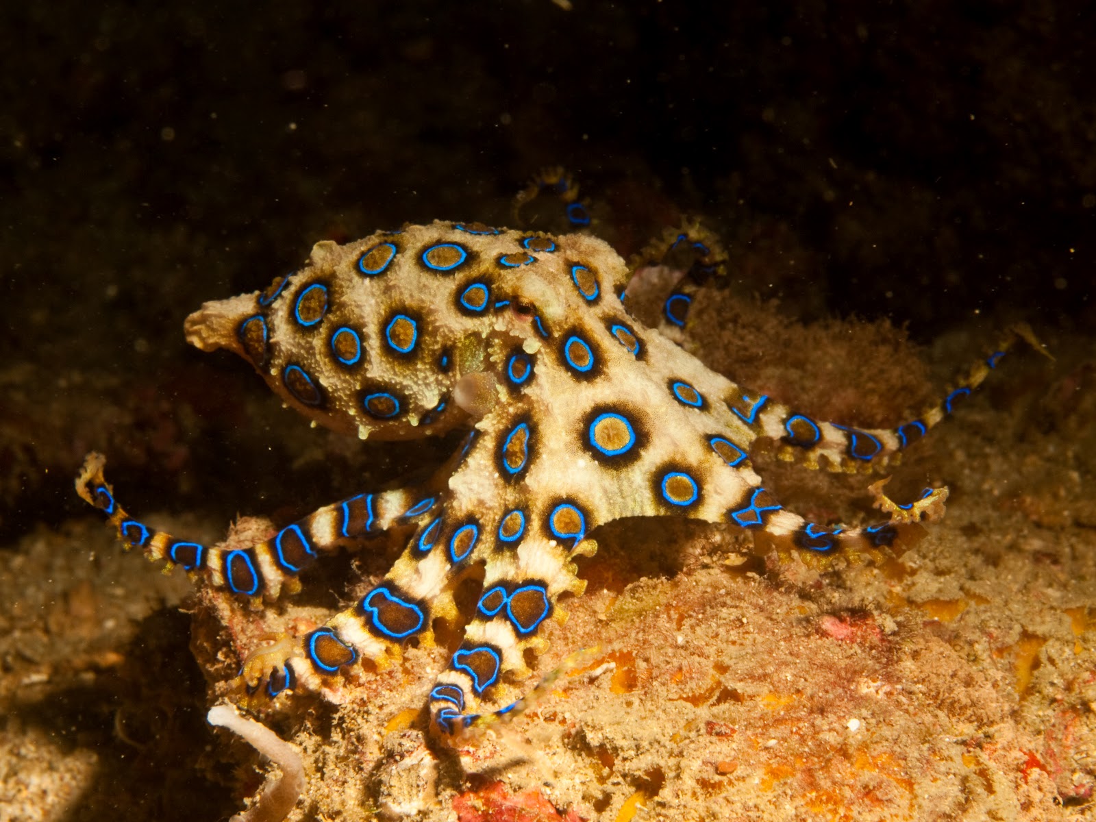 Blue Ringed Octopus Hd Wallpapers, Desktop Wallpaper - HD Wallpaper 