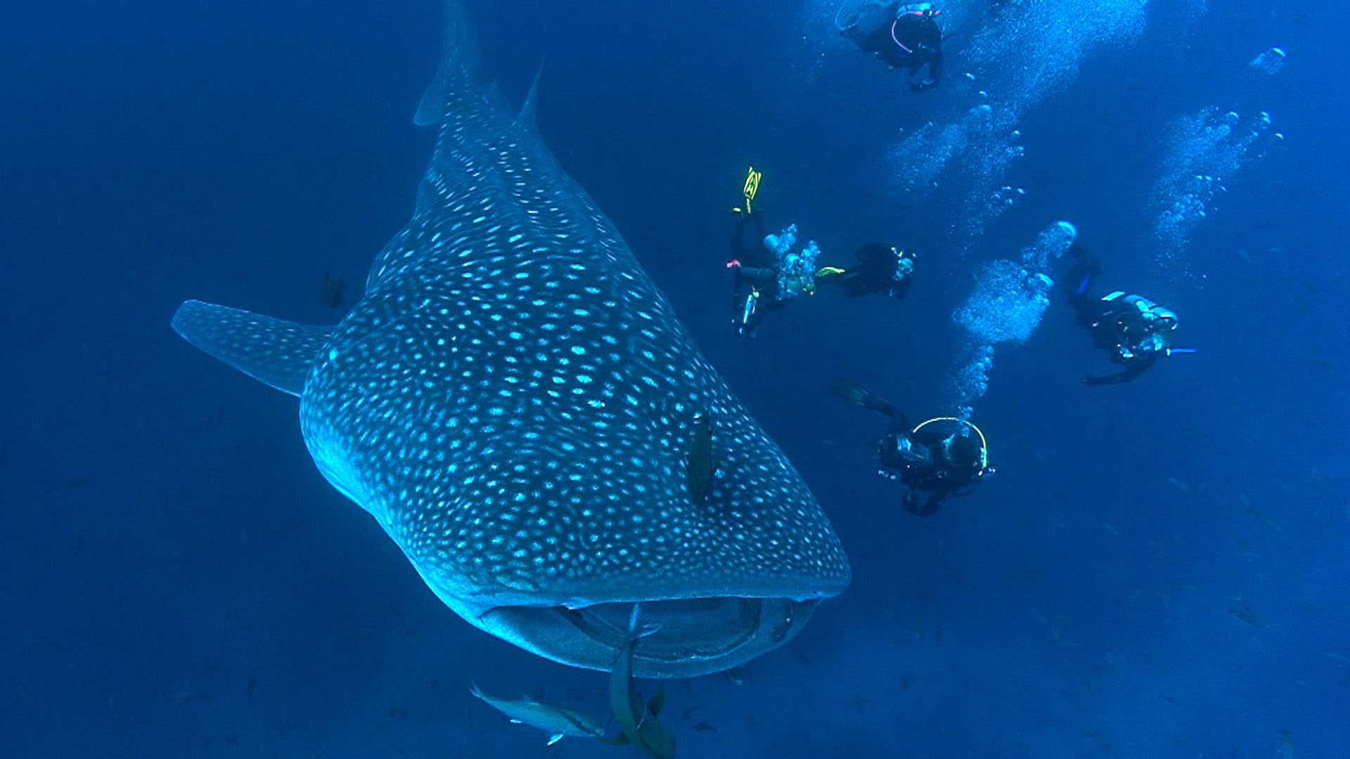 Underwater - HD Wallpaper 