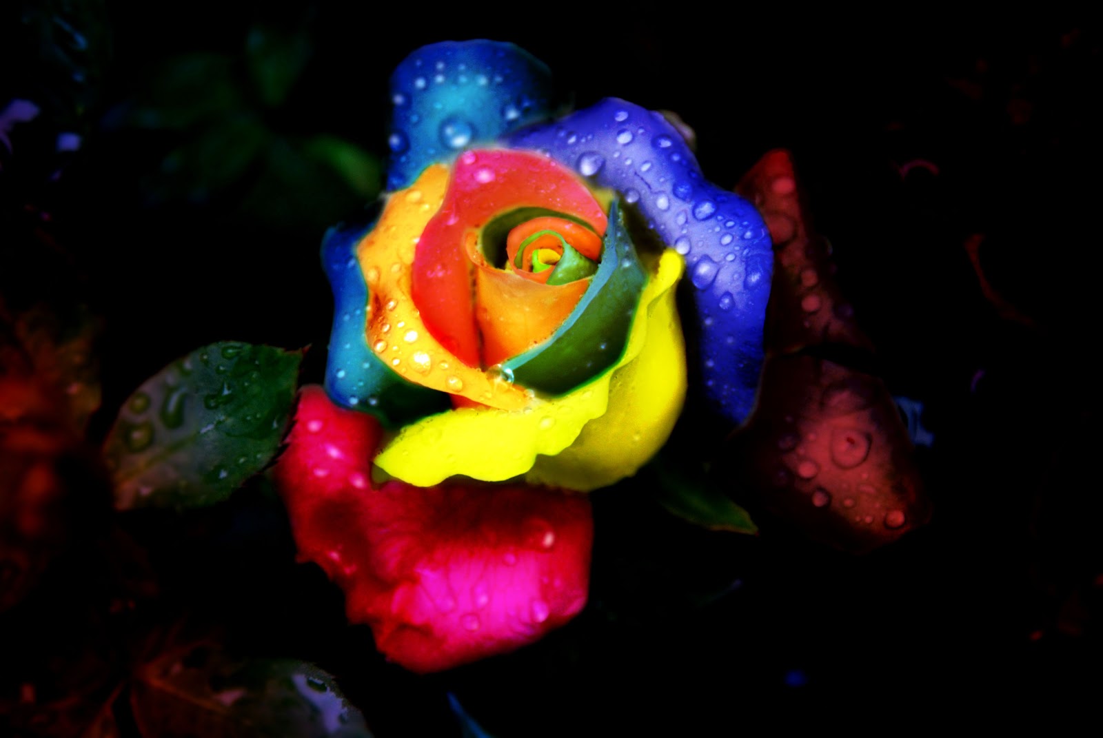 Rainbow Rose With Water Drops - Rainbow Rose Wallpaper Iphone - HD Wallpaper 